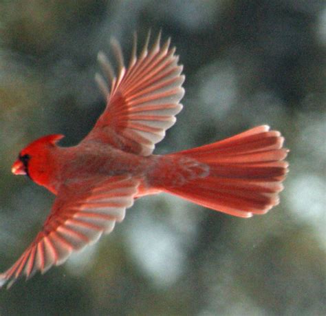 Flying Cardinal Carol Berney Flickr