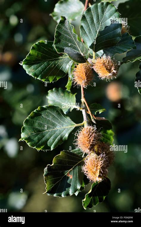 Beech Fagus Sylvatica With Nuts On Branch Leafy Beech Tree With