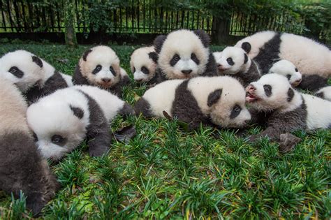 China Presenta Siete Cachorros De Pandas Gigantes Video Cnn