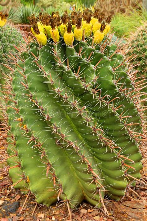 It contains several antioxidants that can help protect healthy cells from damage from free radicals. Barrel cactus. Green spiny barrel cactus with fruit , #Aff ...