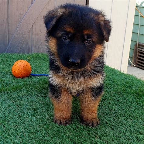 &radic;&radic; German Shepherd Puppies For Sale In Philippines - Buy Puppy In Your Area