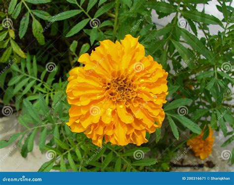 Yellow Marigold Or Genda Flower Macro Shot Stock Image Image Of Park