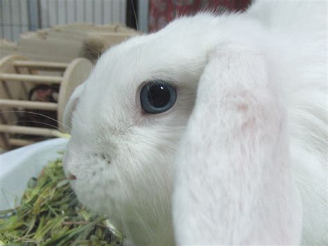 Holland Lop Blue Eyed White Bunny Rabbit Usa Holland Lop Bunny Rabbit