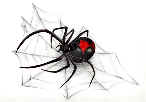 Black Widow Spider Web Black Widow Spider Web Drawing Black Widow By