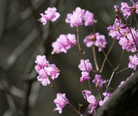 Azalea Flower Mountain Free Photo On Pixabay