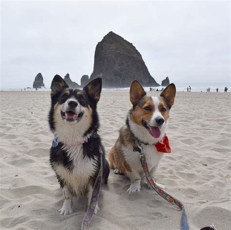 His design might be based on the character of lil' lightning from the 2003 movie 101 dalmatians ii: Oregon Corgi Beach Day was so much fun yesterday! We got ...