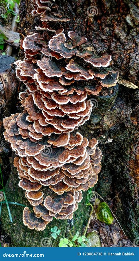 Mushrooms Growing Down Side Of Tree Stump Stock Photo Image Of Tree