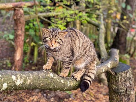 Rare Scottish Wildcats Welcomed To South Cumbrian Zoo