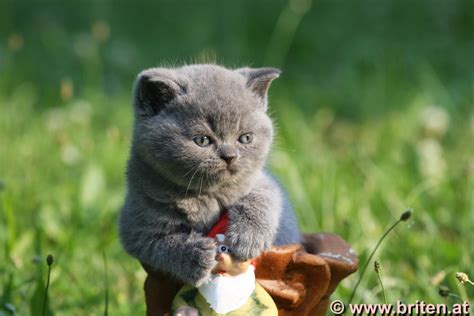Britisch kurzhaar baby kaufen britisch kurzhaar katzen. Britisch Kurzhaar Babys suchen neues Zuhause | Katze & Du