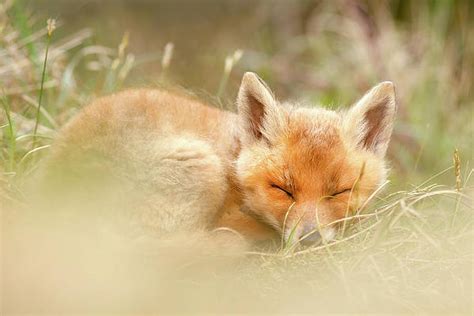 Sleeping Fox Photographs Fine Art America
