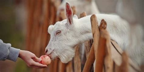 Can Goats Eat Apples Benefits And 3 Ways To Serve Farming Base