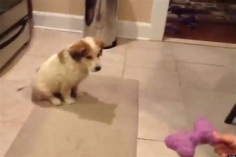 Adorable Puppy Fails At Playing Catch Video Huffpost