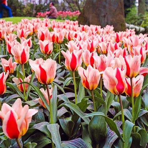 Top 10 Types Of Tulips To Plant In Your Garden Birds And Blooms