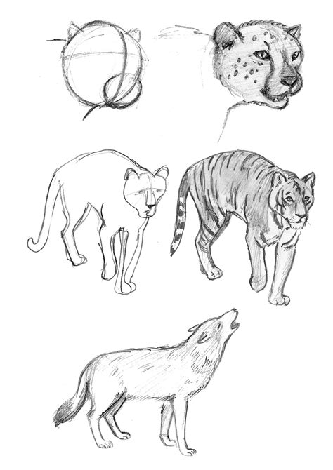 Animal pencil sketches & finished work on Behance