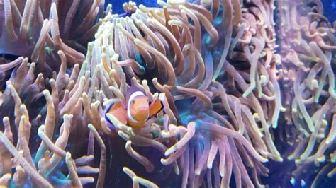 Clownfish And Anemone Symbiosis Youtube