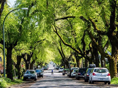 Noun a canopy hung over the altar. Urban tree canopy can make Australian cities more liveable ...
