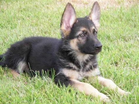 Adopt a pupy | poodles adoption | small dogs | free puppies animal shelter | doggy German Shepherd Adoption Near Me | PETSIDI