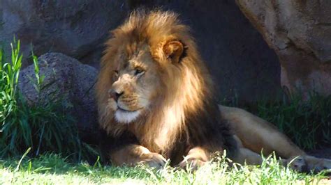 Последние твиты от zoo magazine (@zoo). Animal Adventure at the Denver Zoo, Colorado, USA - YouTube