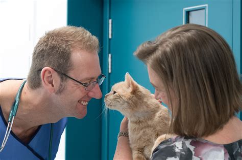 What To Expect When You Arrive The London Cat Clinic