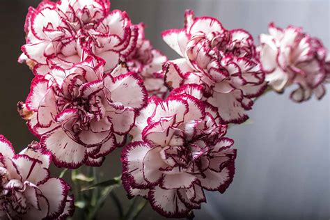 How To Grow And Care For Carnations Gardeners Path
