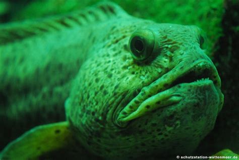 Das wattenmeer ist weltweit einzigartig. Schutzstation Wattenmeer - Tiere - Fische