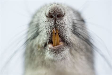Northern flying squirrels are 10 to 12 inches long. The meaning and symbolism of the word - «Squirrel»
