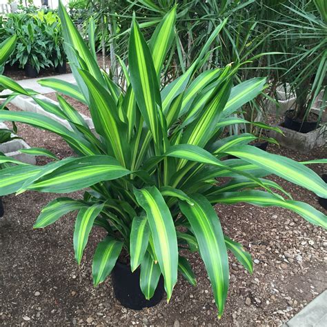 How to propagate dracaena colorama / marginata cuttings by water and soil. Giganta - Tristate Foliage