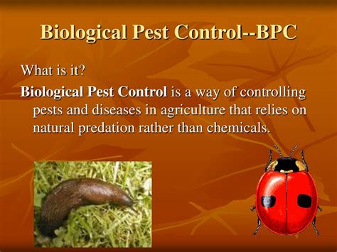 The physical presence of these pests is difficult to cultural pest control methods involve the use of various methodologies or techniques aimed at providing an unfavorable condition for the pests. PPT - Biological Pest Control PowerPoint Presentation ...