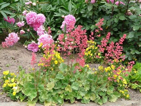 How To Grow Coral Bells Heuchera A Native Plant For Shade Dengarden