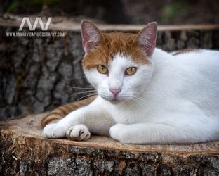 Noticed an outdoor cat, also called stray, feral or community cats, with a clipped or notched ear? Clipped Ear Cat Sanctuary - Home