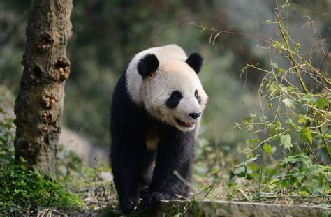 Giant Pandas A Beautiful T From China To Belgium Walloniabe