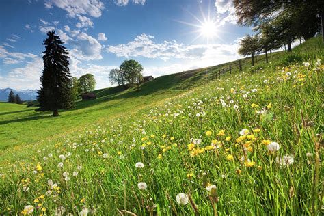 Blooming Spring Meadows Allgäu By Ingmar Wesemann
