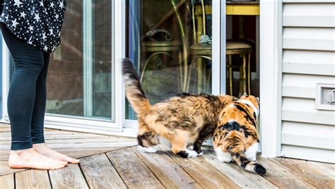 Summer Safety Tips For Using The Deck And Catio With Your Cat Cattime
