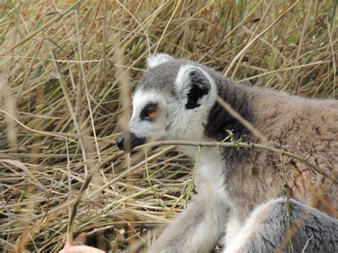 Longleat Lemur Close Up Kelvin Peach Photography
