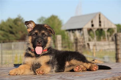 How To Stop A German Shepherd Puppy From Biting Protective Pooch