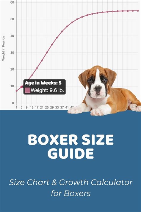 Boxer Growth Stages Ph