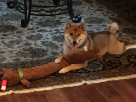 Yoshi Southern California Shiba Inu Rescue Inc And Friends By