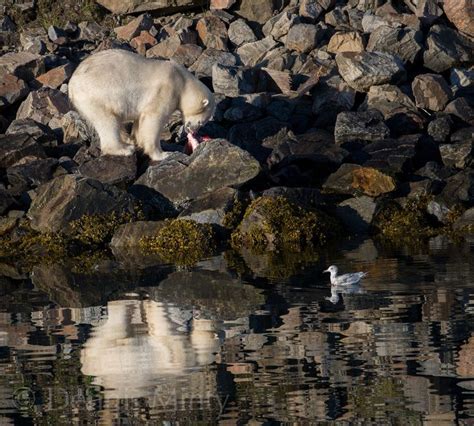 Polar Bear Nachvak Fjord Labrador Mintynaturephotographyca