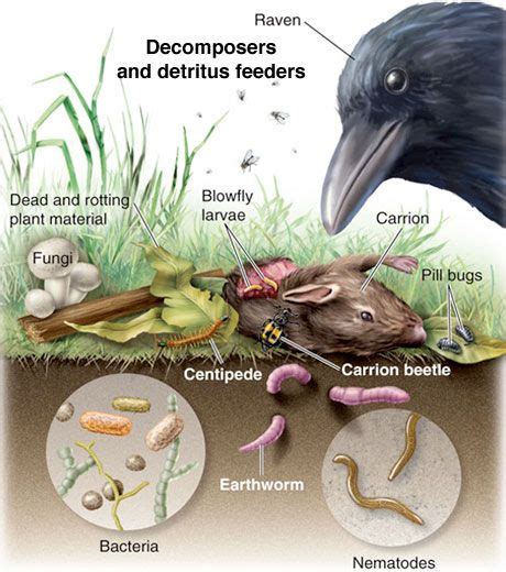 Decomposers In The Food Chain Stem Science Activities Decomposers