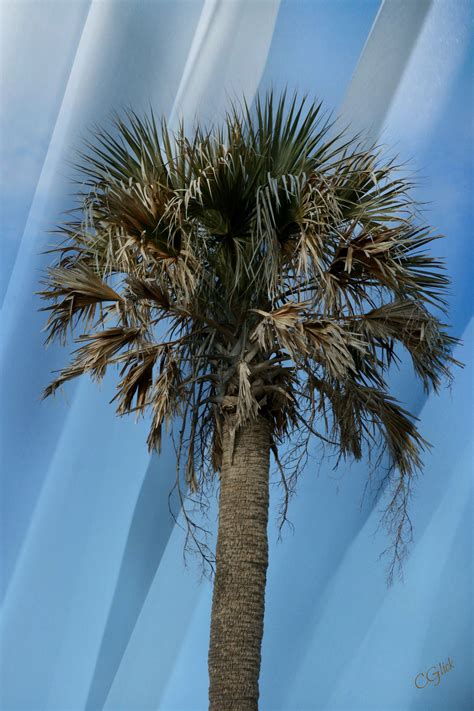 Maybe you would like to learn more about one of these? South Carolina Palm Tree | Palm trees, Palm, Tree