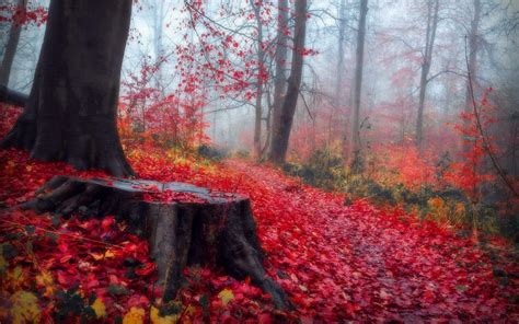 Red Leaves In The Autumn Forest Hd Desktop Wallpaper Widescreen