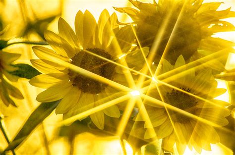 Sunflower Stars 1 Photograph By John Diebolt Fine Art America