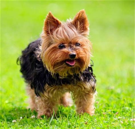 Yorkshire Terrier Dog Breed Information Images Characteristics Health
