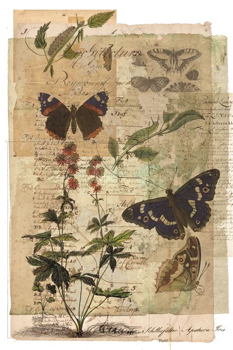 Original 1894 Butterfly Print Antique Art Not Reproduction Wall Decor
