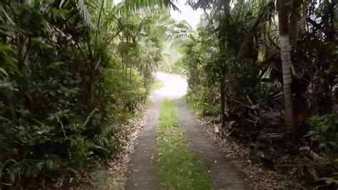 Ebony Forest Reserve Mauritius Youtube
