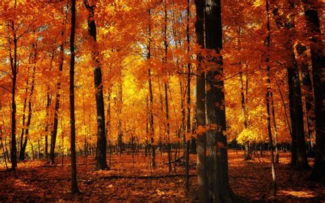 Wallpapercave is an online community of desktop wallpapers enthusiasts. 55+ Hello Autumn Aesthetic HD Wallpapers (Desktop Background / Android / iPhone) (1080p, 4k ...