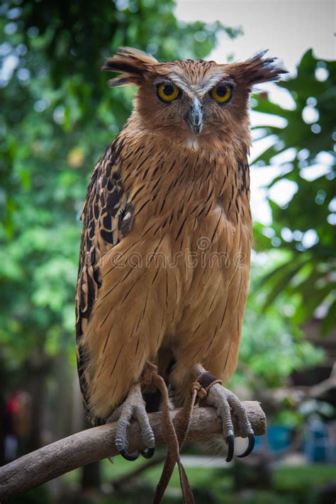This tiger also faces the same threat of extinction and currently very rare to find in its natural habitat. Wildlife In Bali Birds And Reptiles Park Stock Image - Image of catastrophe, balinese: 72965625