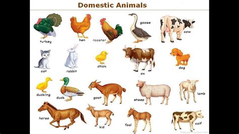 Domestic animals name in english with picture and sound - YouTube