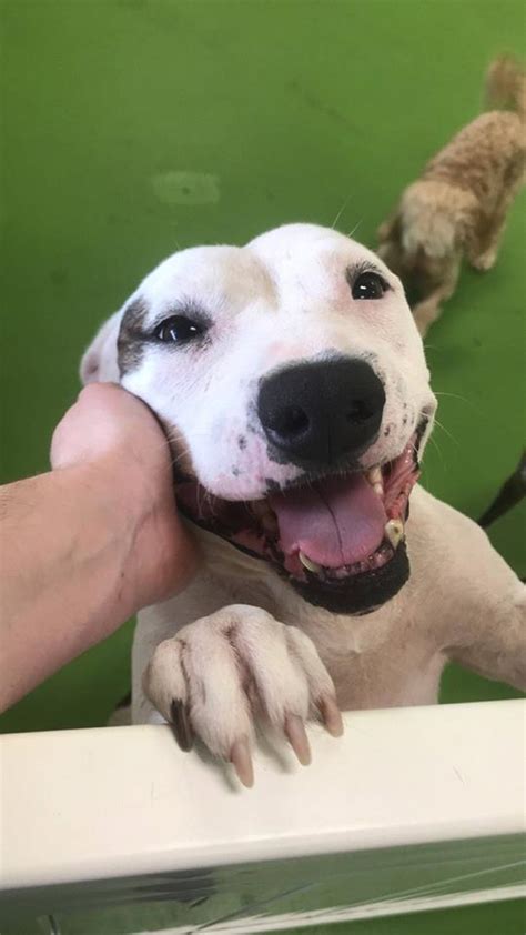 Other hotels near jacksonville, florida. Pets for Adoption at Fur Sisters - Furever Urs Rescue, in ...