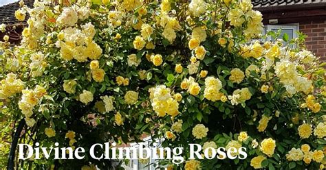 8 Climbing Roses Thatll Make Your Garden Look Nothing But Spectacular